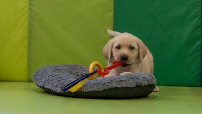 A yellow Labrador puppy playing with a toy while led in a dog bed