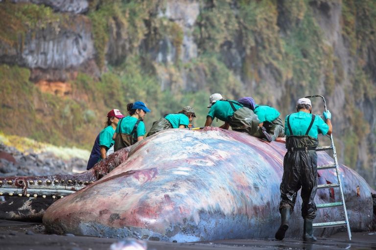 Baleia cachalote morta por pedra âmbar-gris no intestino
