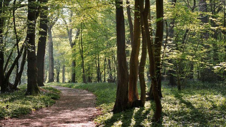 Outdoor sex 'rises in lockdown at Cotswolds dogging site' - BBC News