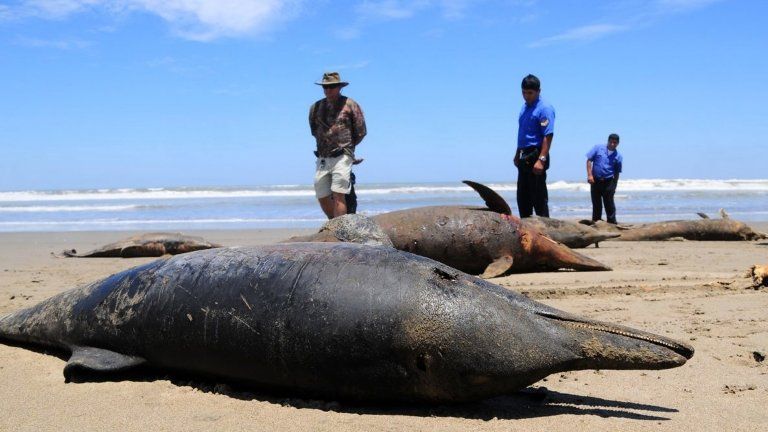 Dolphin carcass in Peru on 6 April 2012