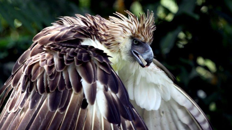 File photo: Rare Philippine Eagle