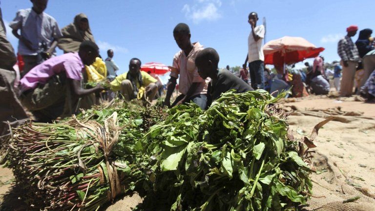 Somali traders arrange narcotic leaves known as khat at an open market in southern Mogadishu