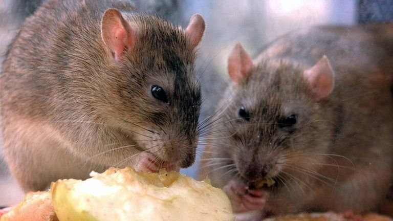 Rats nibbling discarded food in central London