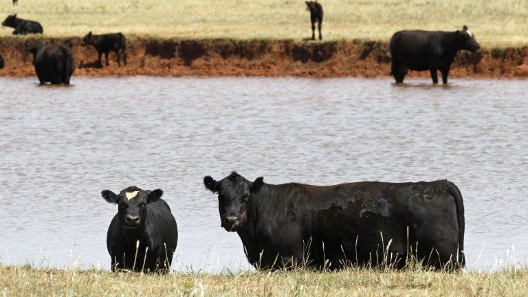 Cattle in a low-water pond in Okarche, Oklahoma 30 July 2012