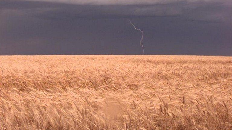 Wheat field (Image: AP)