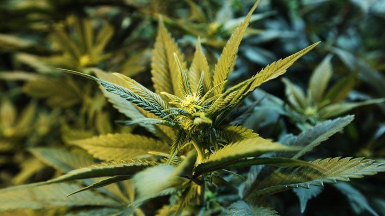 Medical marijuana plant grows at the Northwest Patient Resource Center medical marijuana dispensary, in Seattle.