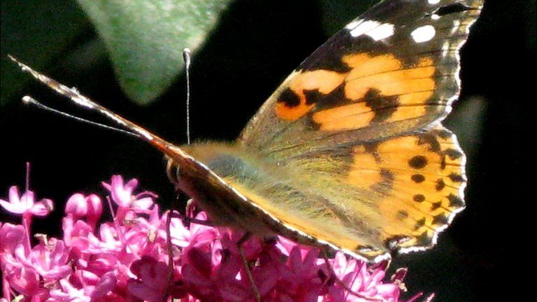Butterfly (Image: BBC)