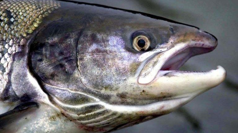 Cooke Aquaculture of Canada buys salmon firm Meridian - BBC News