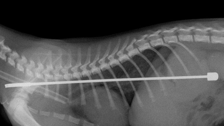 X-ray picture of antenna in Alphie's stomach