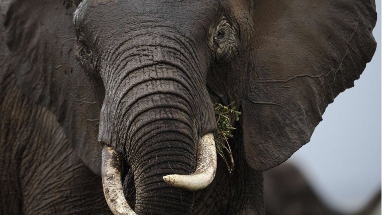 Elephant in Kenya (file image)
