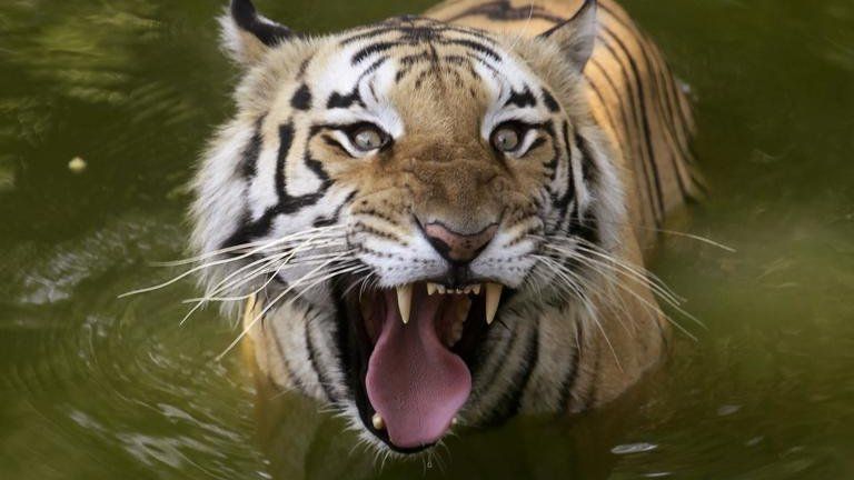 Royal Bengal tiger (file image)