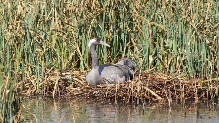 Crane nesting in southern England