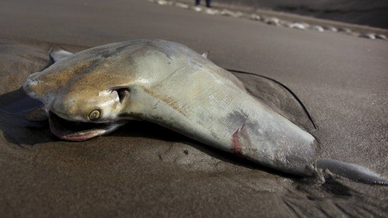 A dead stingray on Chachalacas beach, Mexico, on 16 July 2013