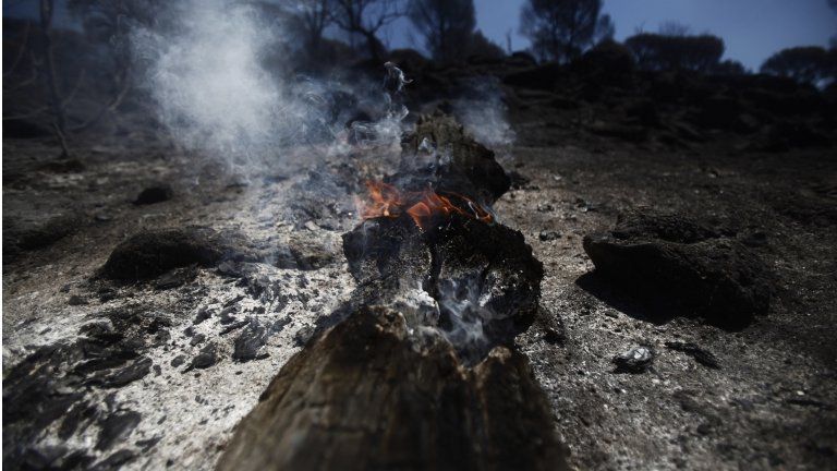 Burning tree, destroyed by a wildfire in Spain (Image: AP)