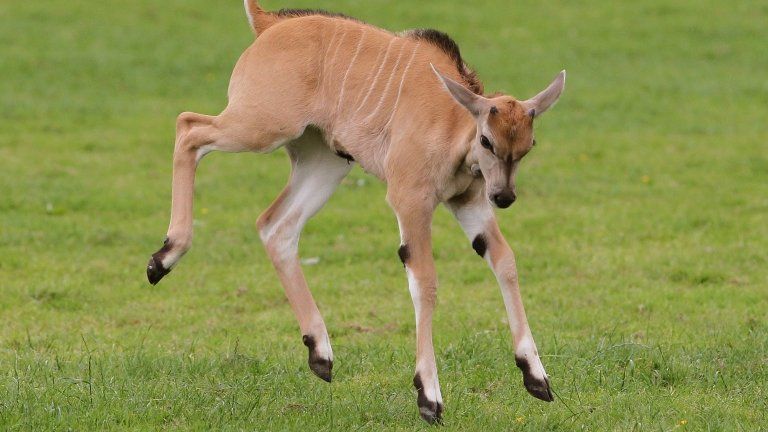 Three-week-old Nisbet makes her public debut at Blair Drummond Safari Park.