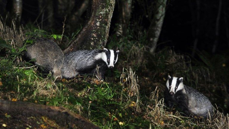 Badgers in the wild