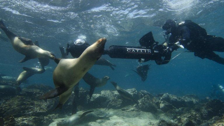 Google staff film sea lions in Galapagos