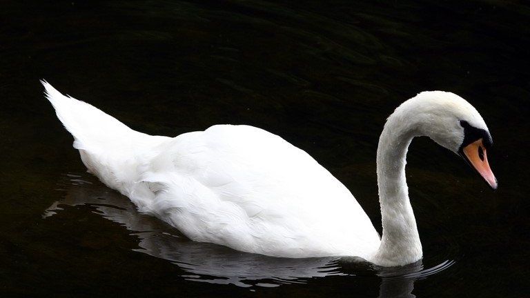 Swan on river