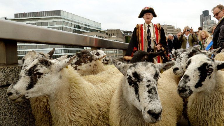 Alan Titchmarsh herds sheep over London Bridge - BBC News