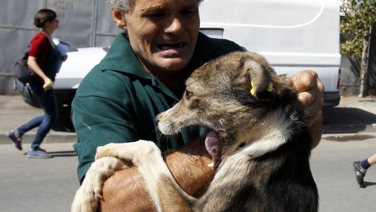 An adopted stray dog bites a municipal worker in Bucharest as he carries it to its new owner, 13 September