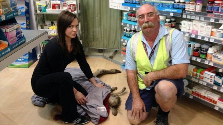A handout photo taken and received on 16 October 2013 shows Wildlife Victoria volunteer rescuers with a captured eastern grey male kangaroo after Australian police had to lock down part of Melbourne airport when the kangaroo bounced into the terminal and surprised passengers shopping in a pharmacy