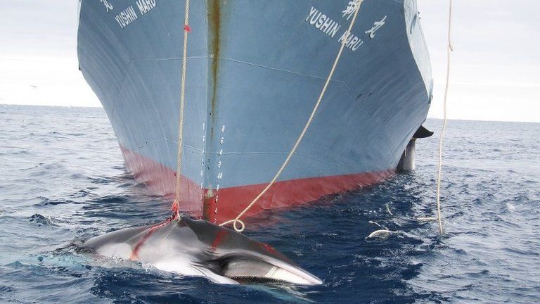 Undated photo released by the Australian Customs Service in 2008, showing a whale being dragged on board a Japanese ship after being harpooned in Antarctic waters.