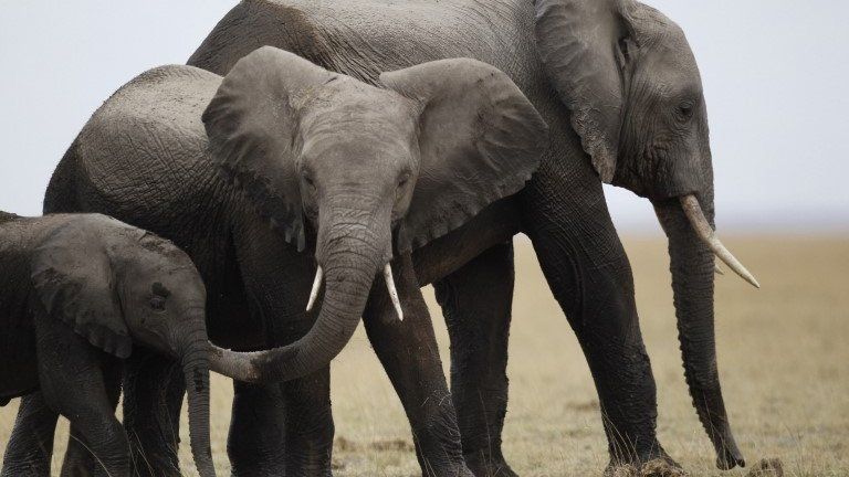 Elephants in East Africa - October 2013