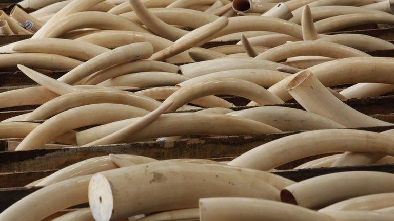 File photo: Ivory tusks