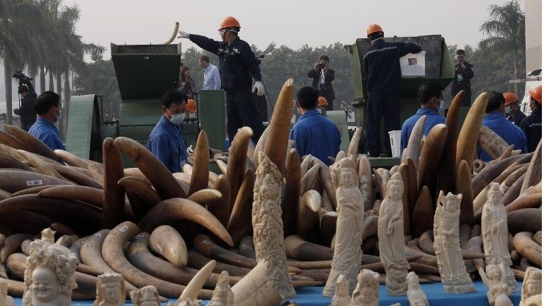 Workers destroy illegal ivory in Dongguan, southern Guangdong province, China, Monday, 6 January 2014