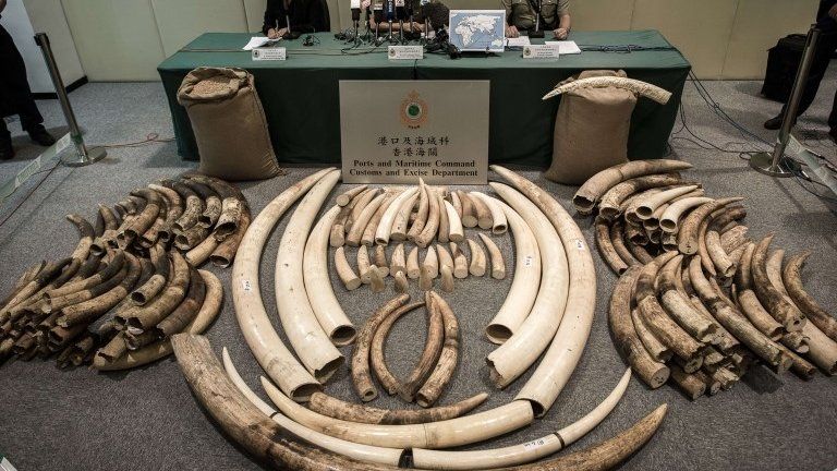 File photo: seized ivory tusks displayed by Hong Kong Customs officials in Hong Kong, 3 October 2013