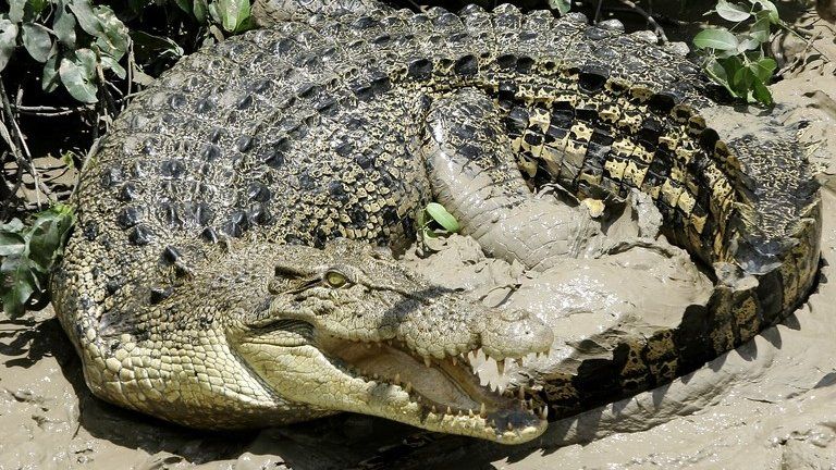 File photo: A 4.5m (13.5 ft) saltwater crocodile in Australia's Northern Territory, 15 October 2005