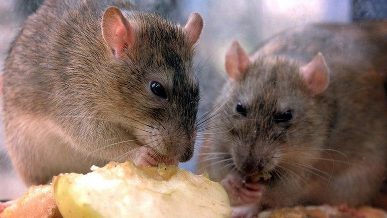 Rats eating food waste (generic image)