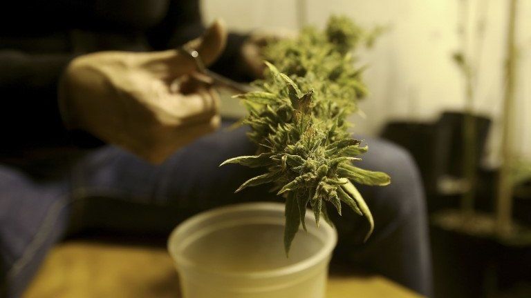 Marijuana plant pot