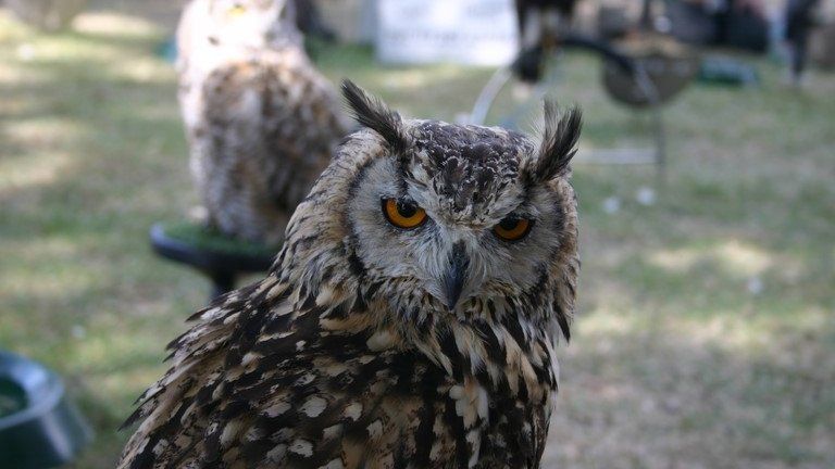 A long-eared owl