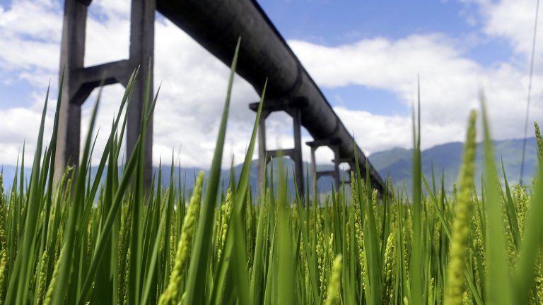 Water channel passing over a rice field (Image: Reuters)