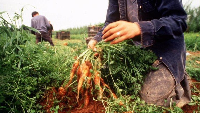 A farm worker harvesting carrots