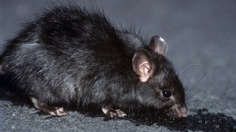 Black rat (Image: Science Photo Library)