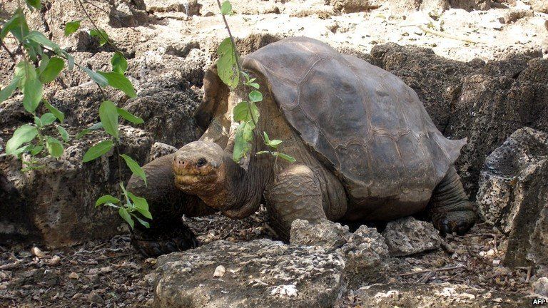 Lonesome George 21 July 2008