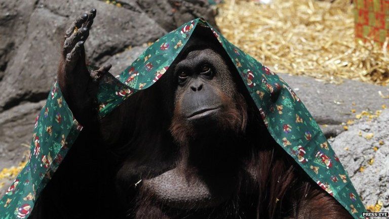 An orangutan named Sandra, covered with a blanket, gestures inside its cage at Buenos Aires" Zoo, in this December 8, 2010 file photo