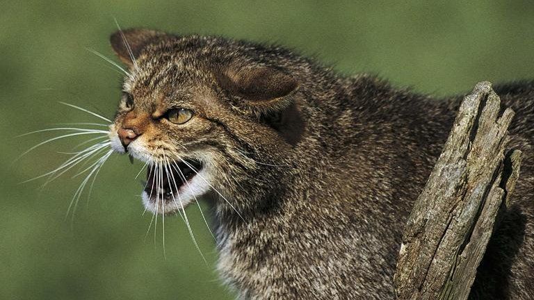 Cat-fiadhaich