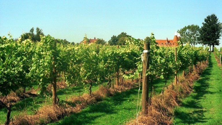 Vineyard in Wadhurst