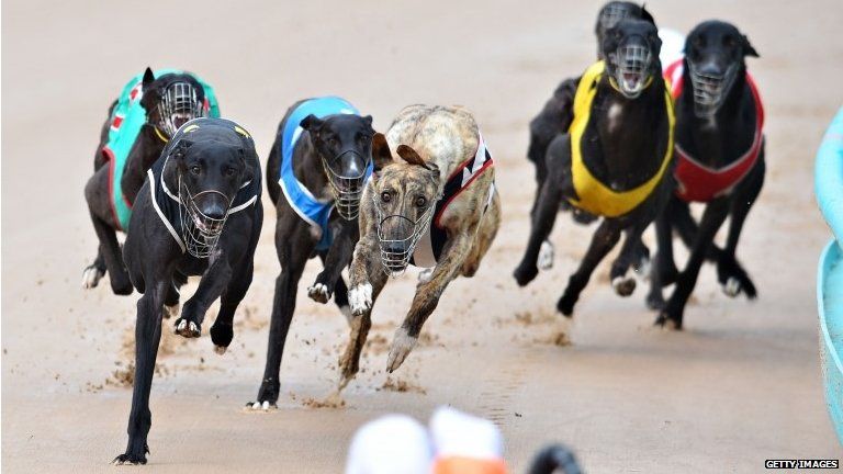 Greyhounds racing in Melbourne, Australia (Feb 2015)
