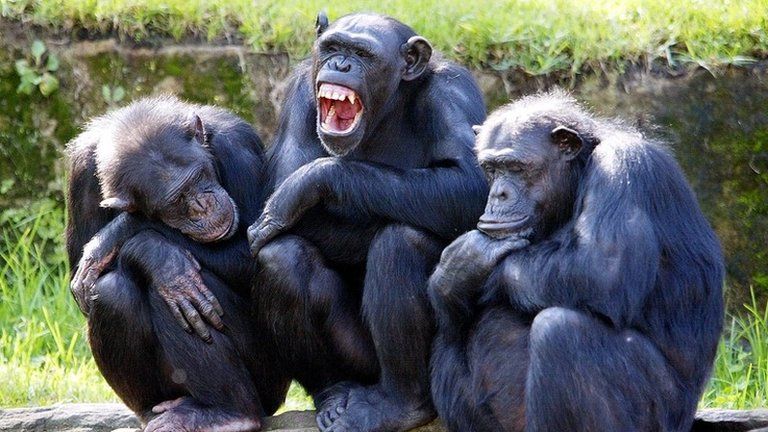 File picture of chimpanzees at a zoo in Sydney