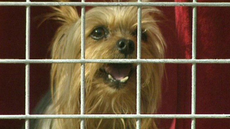Yorkshire terrier in a cage (file image)