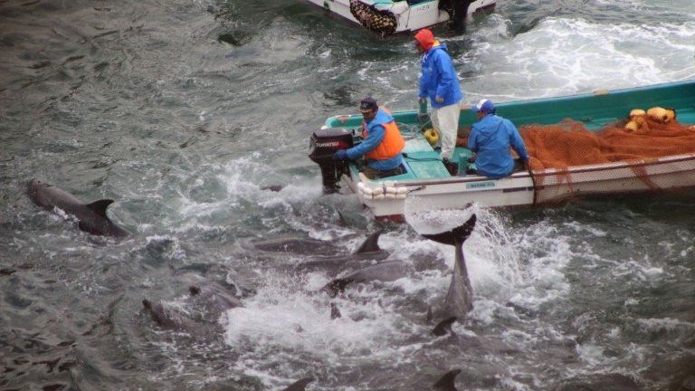 Dolphins are rounded up in Taiji, Japan (Jan 2014)