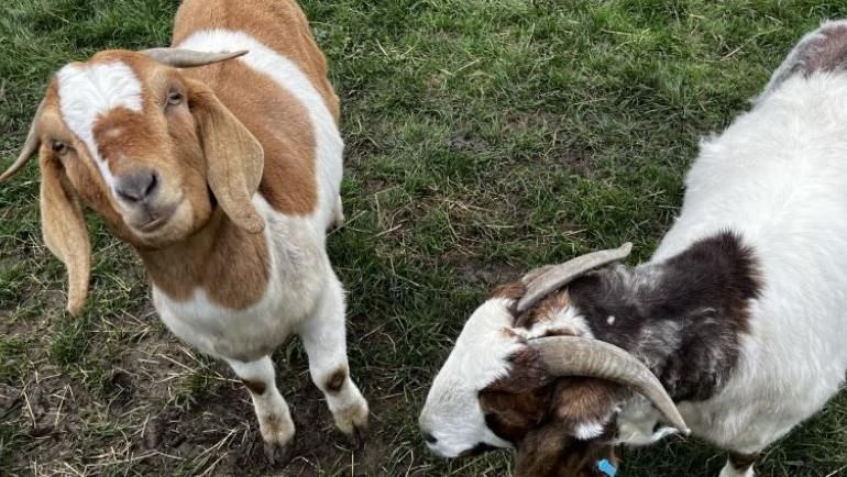 Two goats in a field