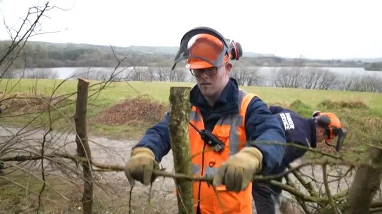 Ed Daly in a high-vis jacket and hard helmet holding a branch during a hedgelaying procedure