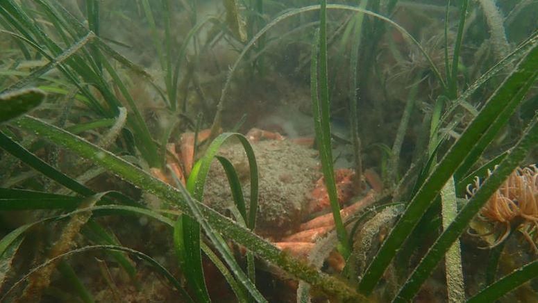 Fronds of green sea grass under the water