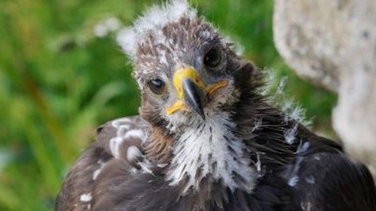 Eagle chick