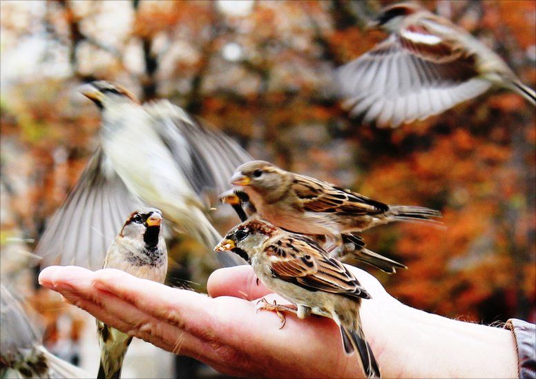 A person feeding sparrows